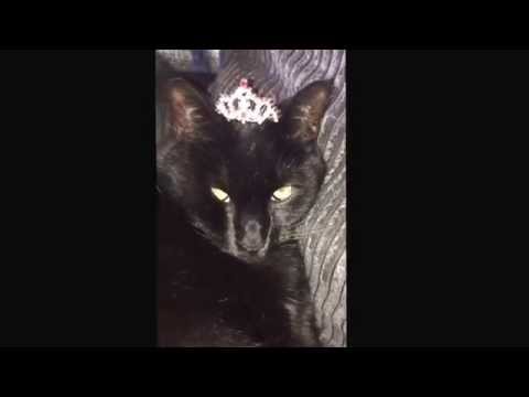 Cat with tiara.  Sep 3, 2014