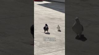 A pigeon falling in love with a chicken?? #birds #pigeon