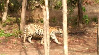 preview picture of video 'JAY -the Indian tiger'