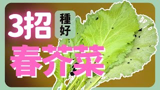 種好春芥菜的3個重點| How to grow Mustard|《葛斯怎麼種》55