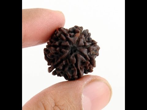 7 Mukhi Rudraksha