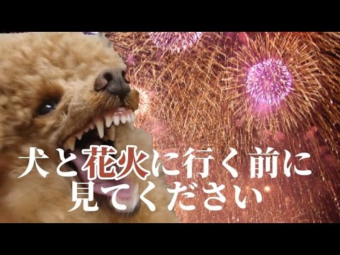 花火が怖い犬、どうすればいいですか?