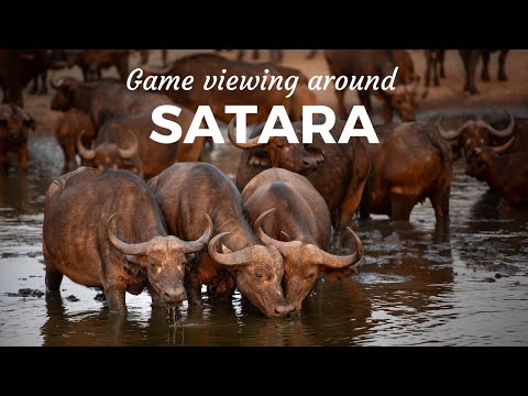 GAME VIEWING around SATARA in the Kruger National Park, South Africa