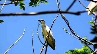 Black Crowned Night Heron