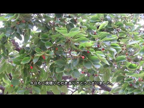 園芸 南のエノキ、プロヴァンスのエノキ、南のエノキ