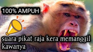 Download lagu SUARA PIKAT KERA /MONYET MEMANGGIL TEMANYA mp3 Download lagu SUARA PIKAT KERA /MONYET MEMANGGIL TEMANYA mp3
