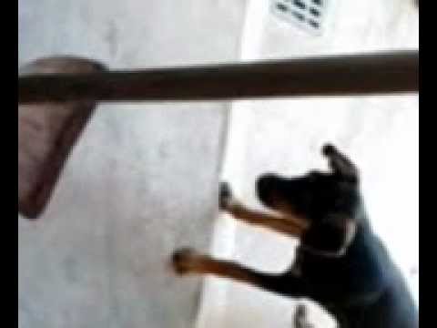 cachorro que tem medo da enchada