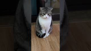 Download lagu Video mentahan kucing lucu | Original video of cute cats #catlover mp3 Download lagu Video mentahan kucing lucu | Original video of cute cats #catlover mp3