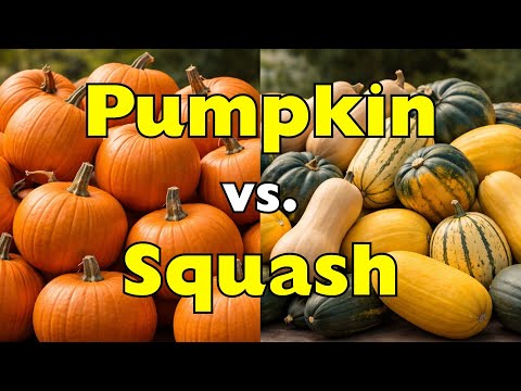 Pumpkin vs. Squash &mdash; Are They Actually the Same Thing?