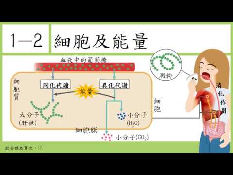 同化作用例子
