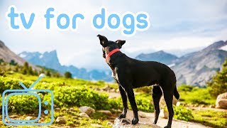 DogTV!AnxietyandBoredomCureforDogs!Helped10MillionDogs!