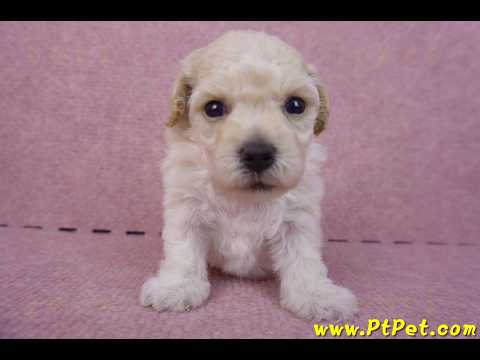 04/01泰迪比熊母幼犬3號