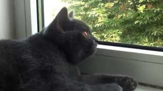 Британский котик наблюдает за птичками, хочет паймать