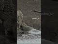 Jaguar Vs Crocodile Status Khal Nayak Song Nayak Nahi Khalnayak Hu Main Andita 52 Viral