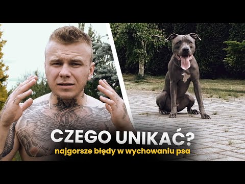 NAJGORSZE BŁĘDY - WYCHOWANIE PSA - AMSTAFF