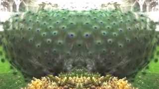 Future Sound Of London : Amoeba, Dirty Shadows clip