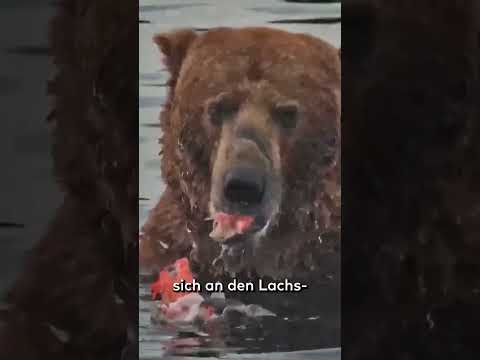 FAT-BEAR-SENSATION: Braunbär 32 Chunk gewinnt – trotz schwerer Verletzung #shorts