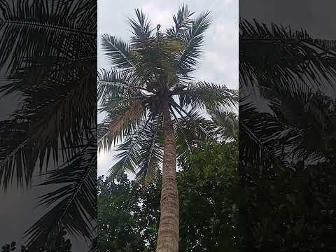 Eve #tanzeeldiaries #shorts