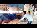 Cow Milk Milking By Hand Trending Jiyaaarya New Vlog Desi Woman Rajasthani Village Vlog