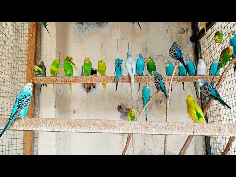 12  hours of budgie sounds to encourage your parrot to eat and sing Budgies Singing