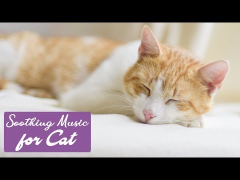 Music for Cat | Soothing Piano Music for Cats Relax