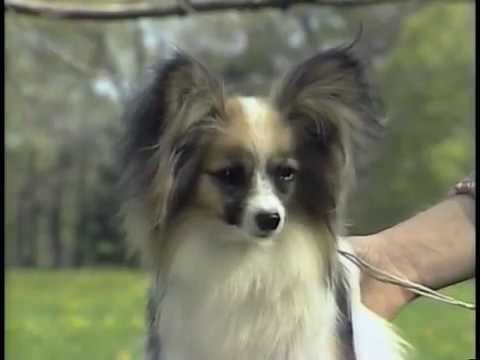 Papillon breed video