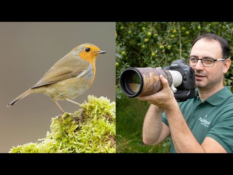 Bird Photography for Beginners: 9 Tips with Paul Miguel Photography
