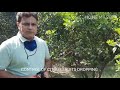 control of citrus fruit dropping