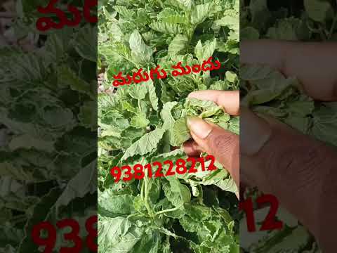 marugu Mandu #YouTube training short video #yt #Studio #YouTube chat video #agriculture #farming