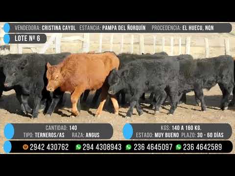 LOTE 6 | Terneros Machos Angus