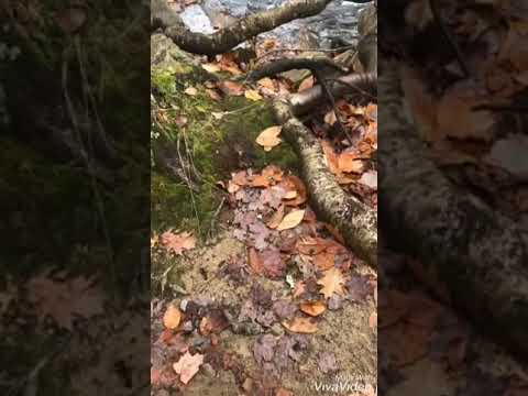 Gold AG - Softa e Nënes