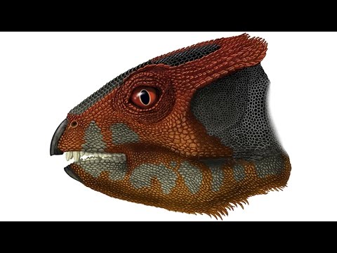 Hualianceratops wucaiwanensis - 原始的な角のある恐竜
