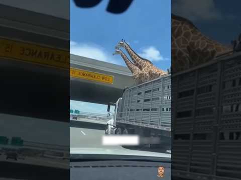Why Transporting a Giraffe Is So Dangerous 😳 #viralfacts #facts