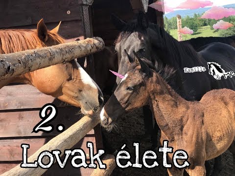 Lovak élete #2 | Kamilla and me