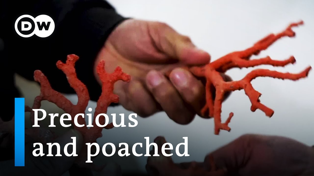 Italy and the illegal red coral trade