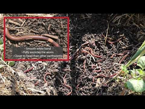 Identify and Report Jumping Worms in Maine