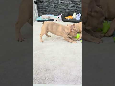 Video 2
