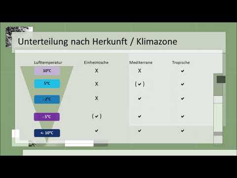 Bonsai in winter - How to overwinter them correctly & tips for safe winter storage