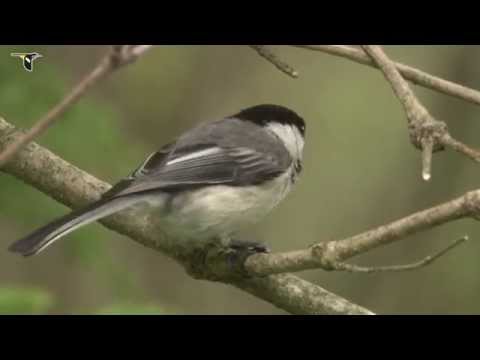 Black-capped Chickadee