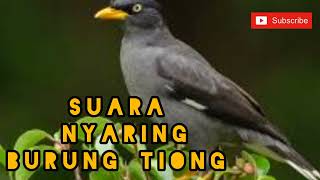 Download lagu TERBAIK KELUNAKAN BUNYI BURUNG TIONG (AUDIO) mp3