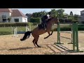 Caballo castrado Silla Francés En venta 2020 Bayo por TANGELO VAN DE ZUUTHOEVE