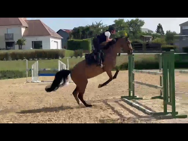Caballo castrado Silla Franc&eacute;s En venta 2020 Bayo por TANGELO VAN DE ZUUTHOEVE