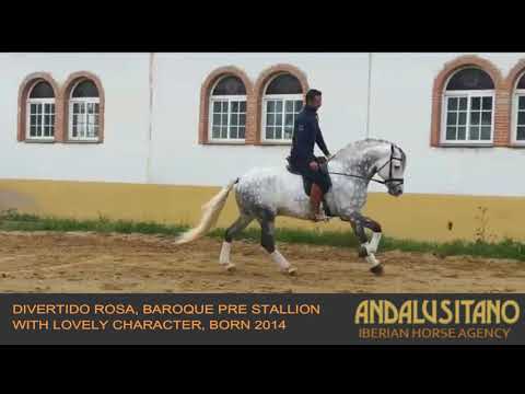 Divertido Rosa, wonderful baroque PRE stallion born 2014