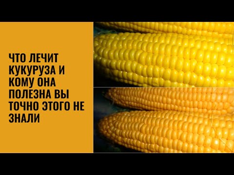 КУКУРУЗА Польза и противопоказания к употреблению кукурузы