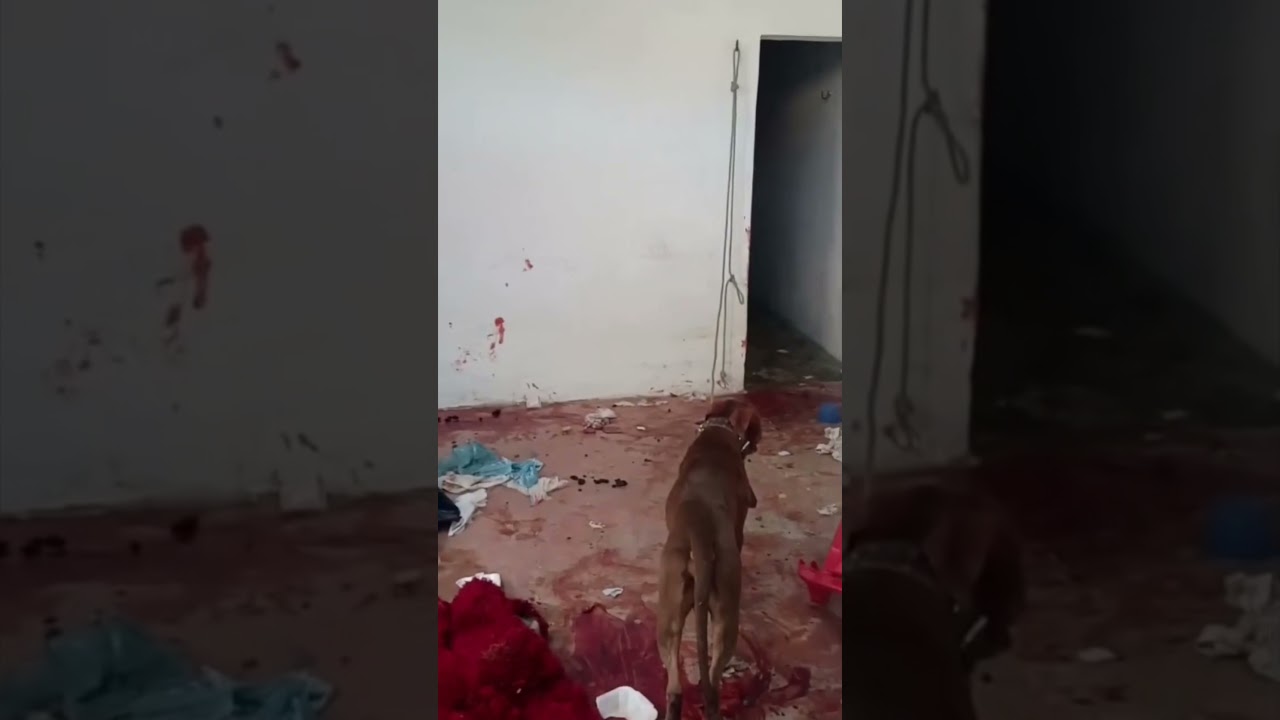 Imagem da notícia Após 5 dias trancado, pitbull que atacou tutor no Mondubim é retirado para exames de raiva