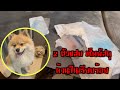 2 ตัวแสบ เช็คพัสดุเรียบร้อย พัง พัง | BomHeng Family