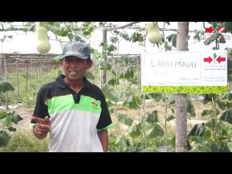 45 potensi laki-laki Obat untuk meningkatkan suntikan potensi
