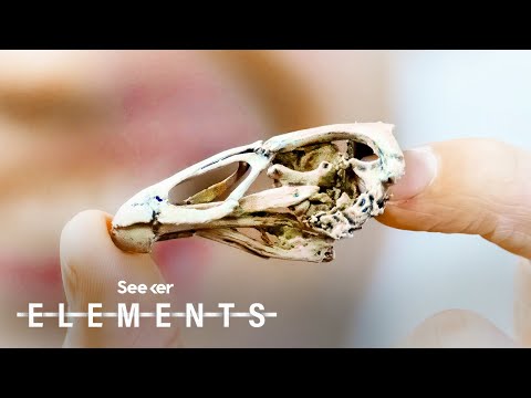 Meet the “Wonderchicken” that Survived the Dinosaur Extinction