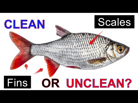 YouTube video about: Does cod fish have fins and scales?