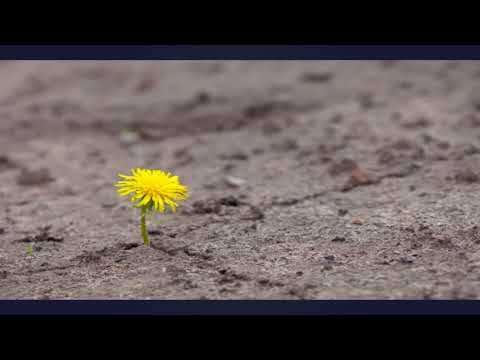 MUERDO - FLORES ENTRE EL ACERO